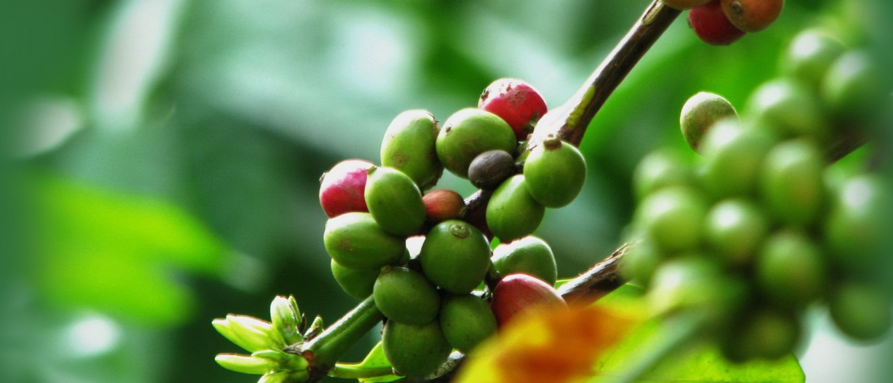 4203004253_2f65aff7be_o-1280x550
